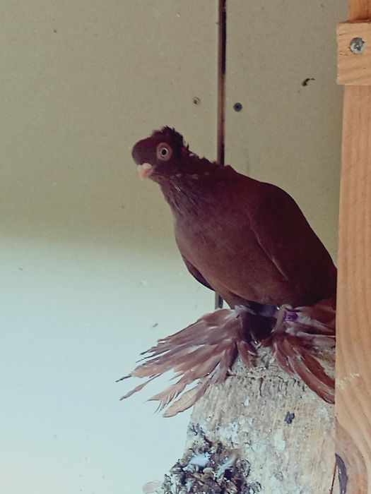 Gołębie ozdobne wywrotki