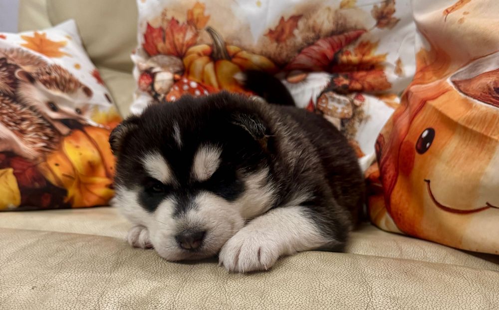 Śliczna czarno-biała suczka Syberian Husky