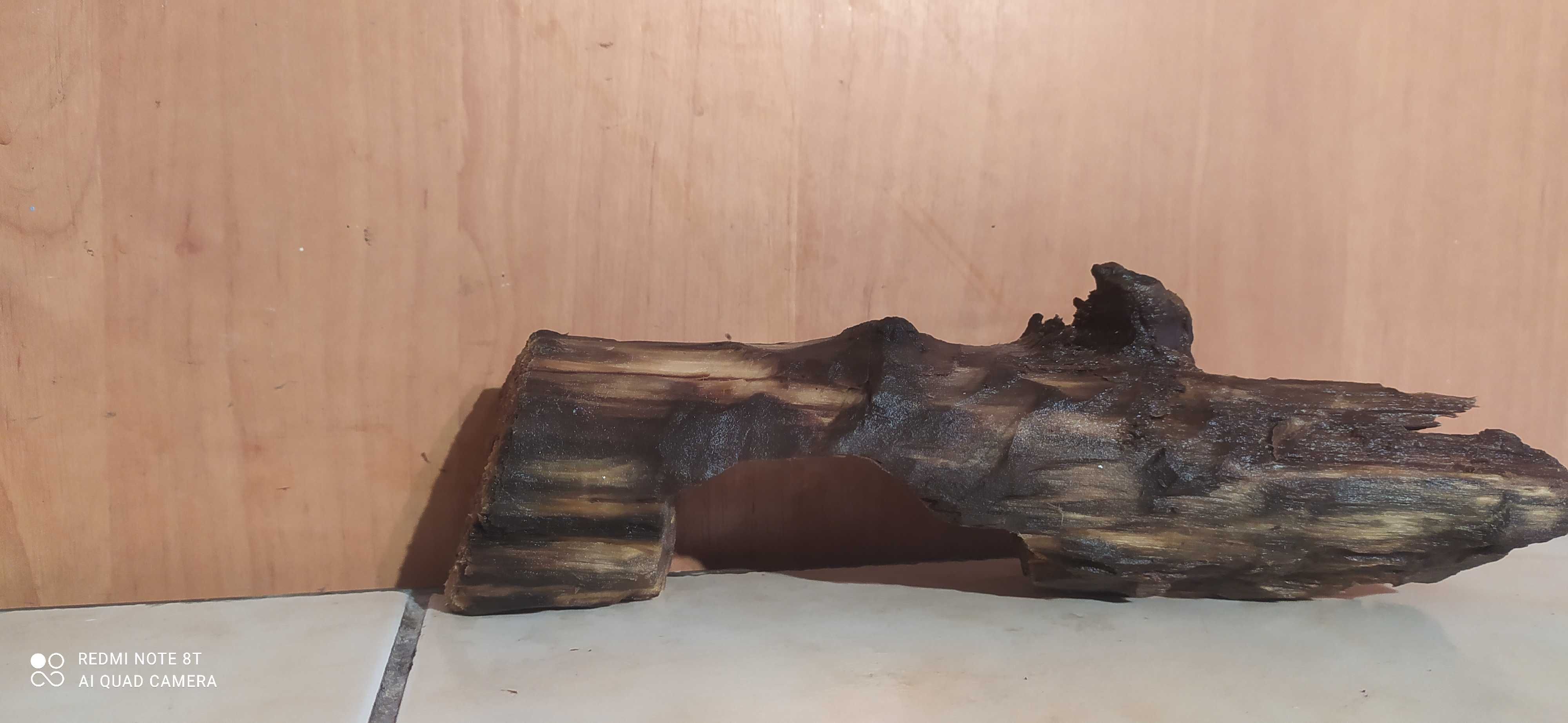 Korzeń,konar do akwarium-21 cm-gratis mech