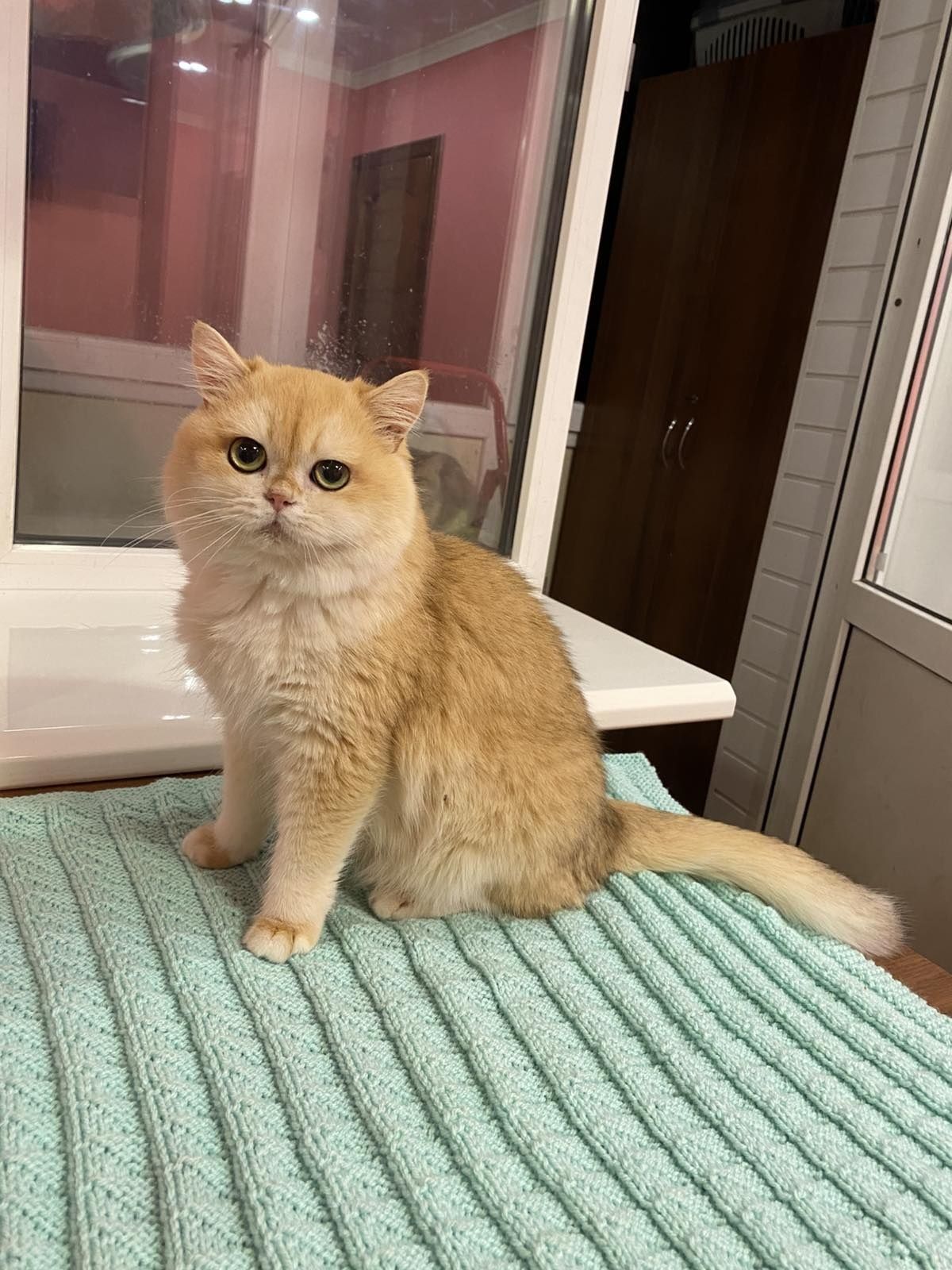 В'язка золотого котика  - ЛЕОНА !