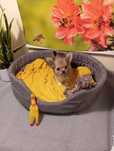 Sprzedam Chihuahua