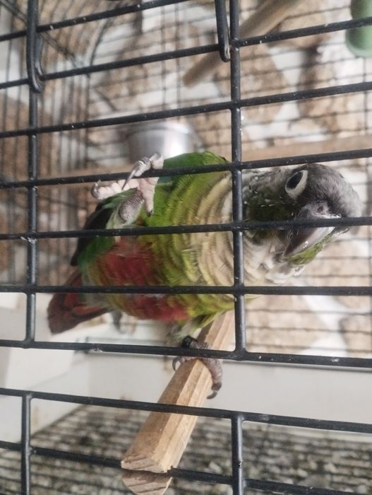 Phyurra domesticada macho cara suja do pantanal