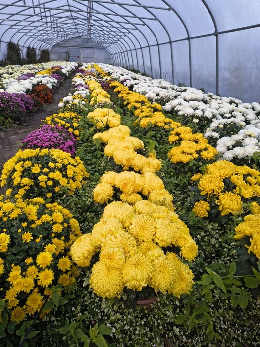 Chryzantemy wielkokwiatowe