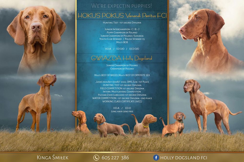 Wyżeł węgierski szczenię FCI