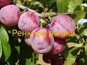 Саджанці плодових дерев