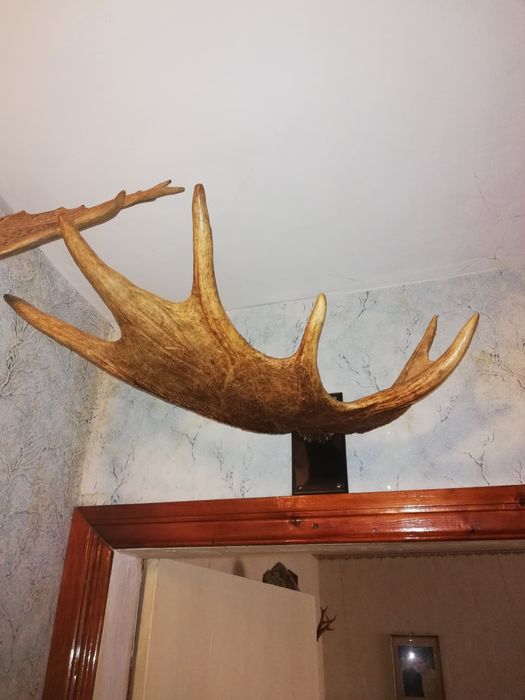 Продам оленьи и лосины роги.