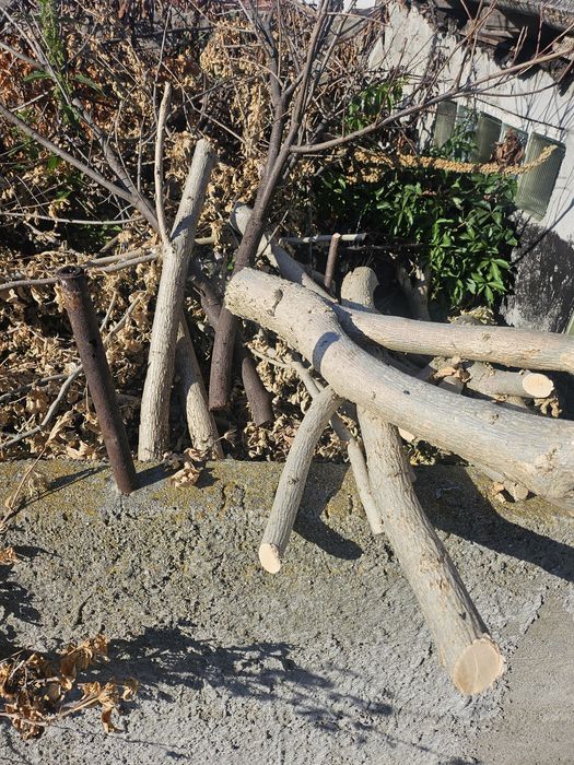 Oddam za darmo chrust kawałki drzewa