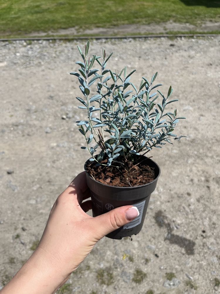 Modrzewnica andromeda
