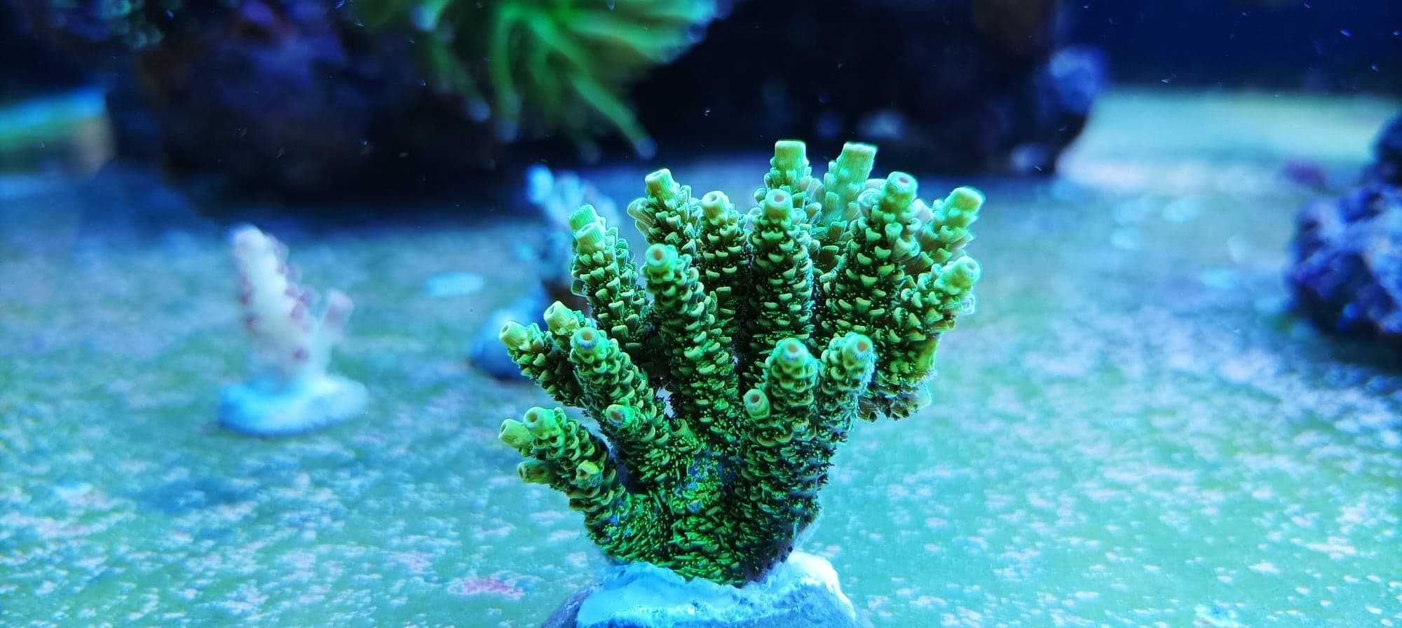 Acropora koralowce sps szczepki akwarium morskie