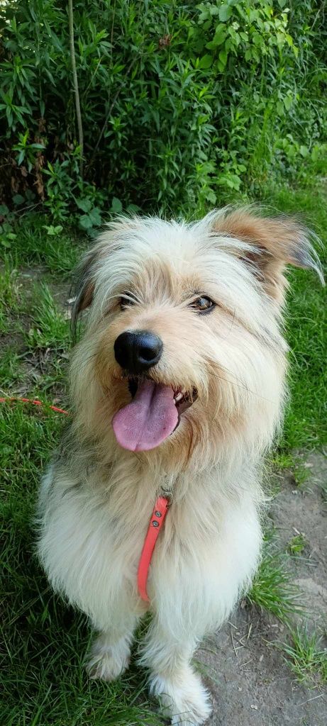 Omax do adopcji! Sandomierz!