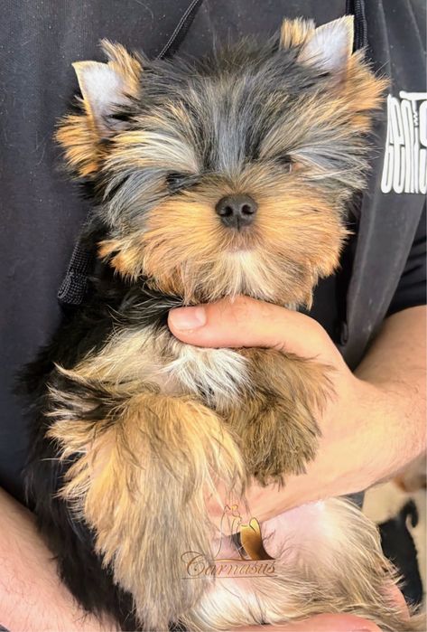 Yorkshire terrier york FCI ZKwP rodowód