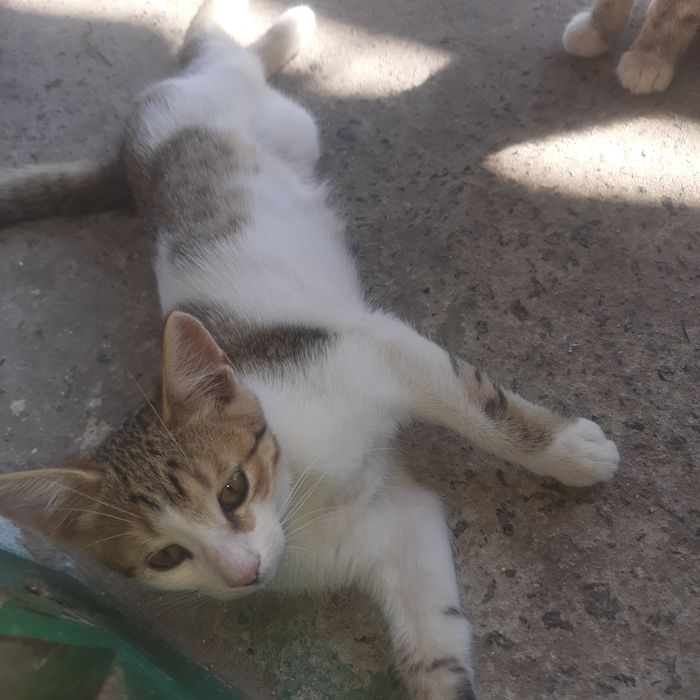 Отдам котят в хорошие руки бесплатно