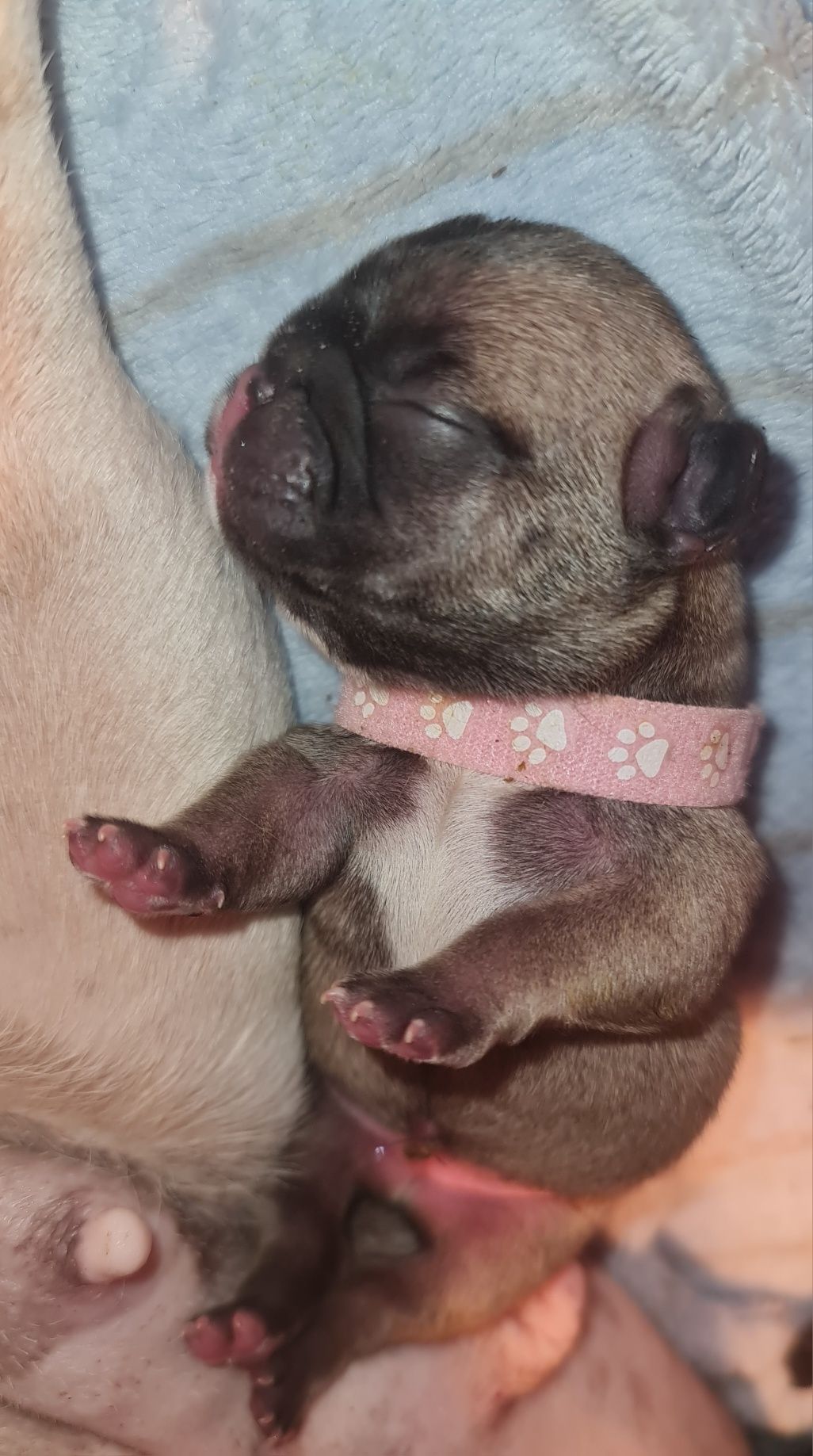 Bulldog frances Lop