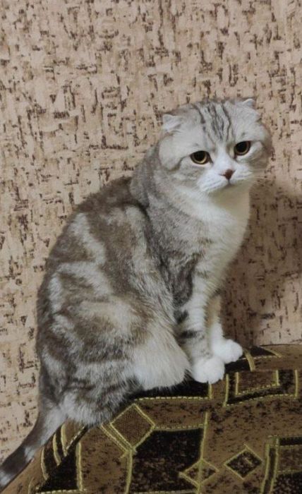 Пропав кіт
На прізвисько Тоша