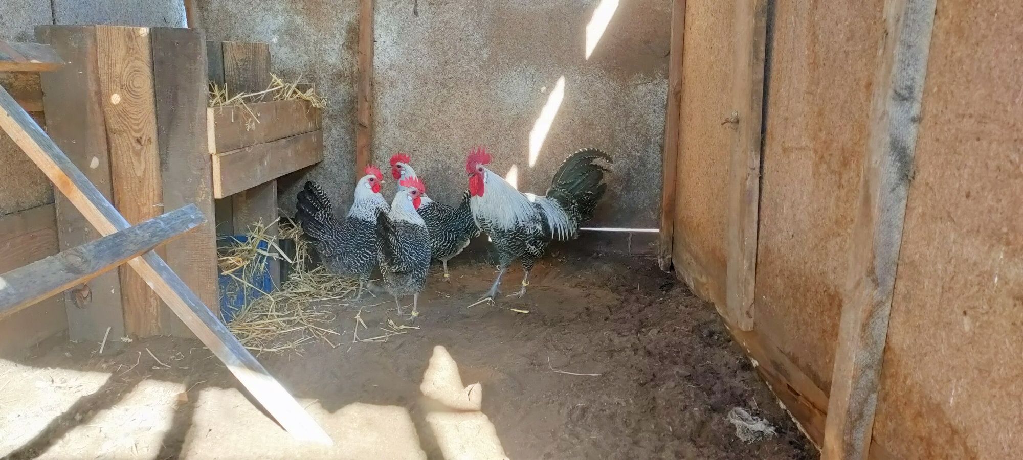 Jaja jajka lęgowe
