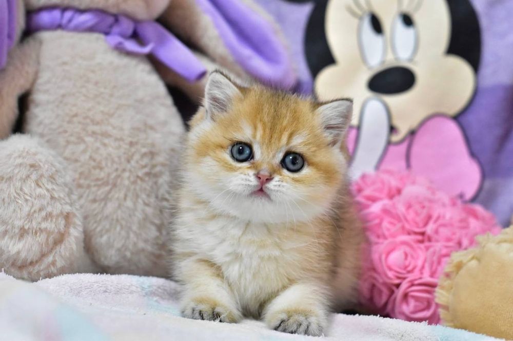 Чарівна красуня британська дівчинка