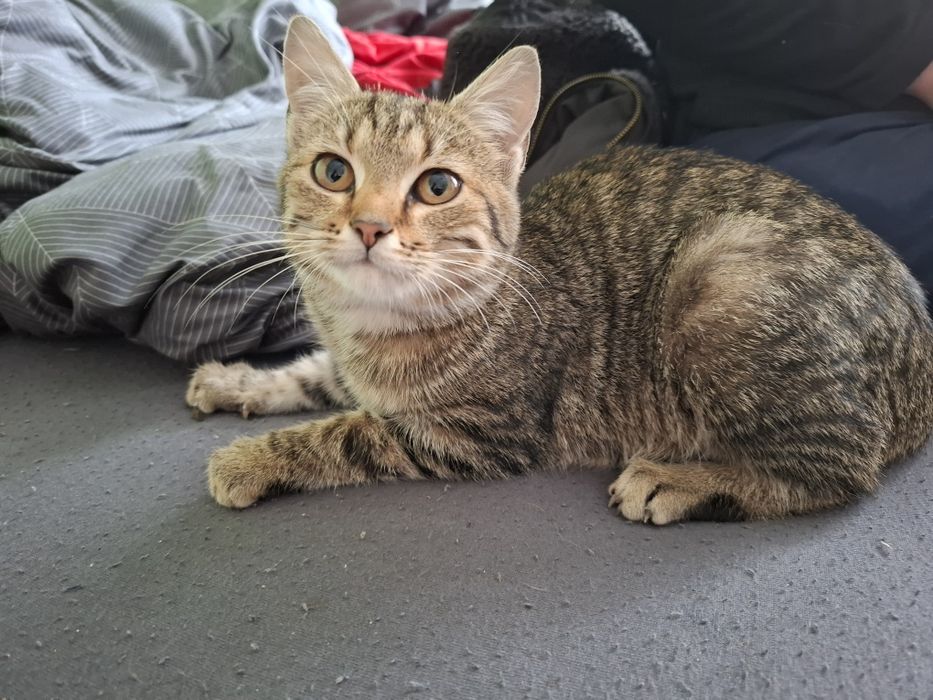 Oddam kotke bardzo przyjazna, ma około 4 miesiące