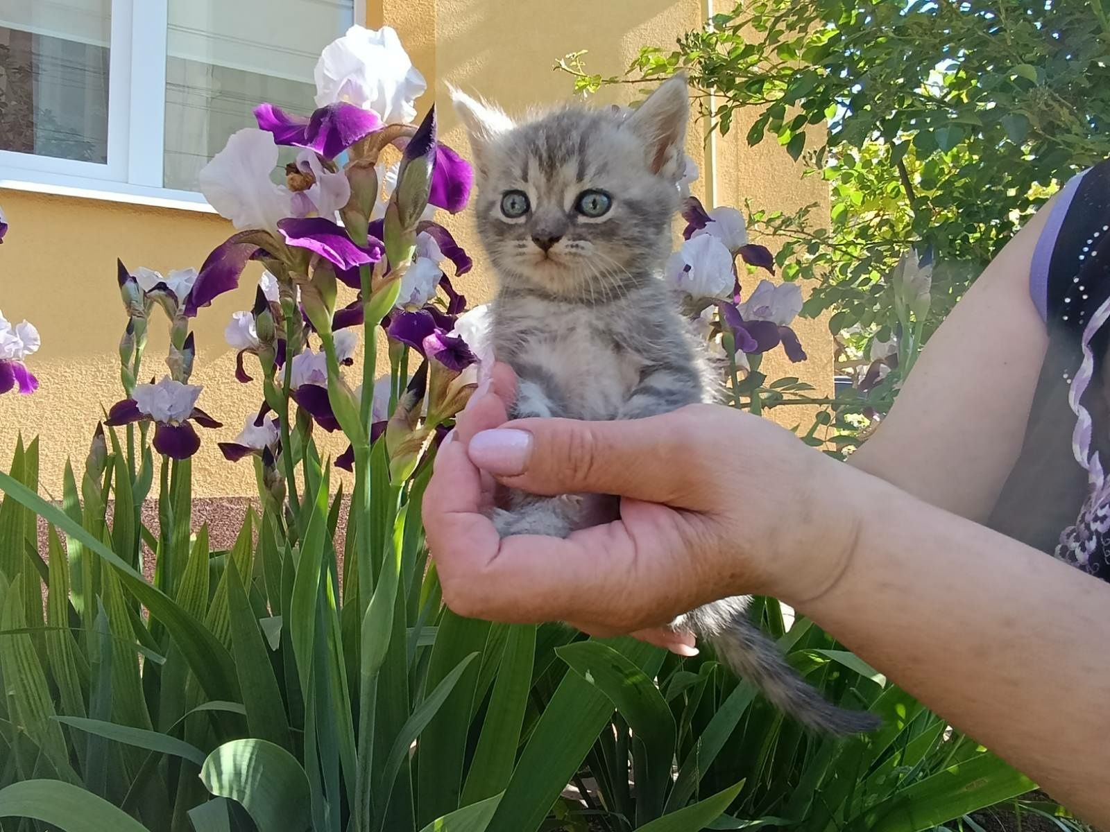 Віддам котиків в добрі руки