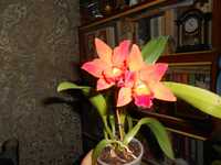 Орхидея каттлея , цветение домашнее