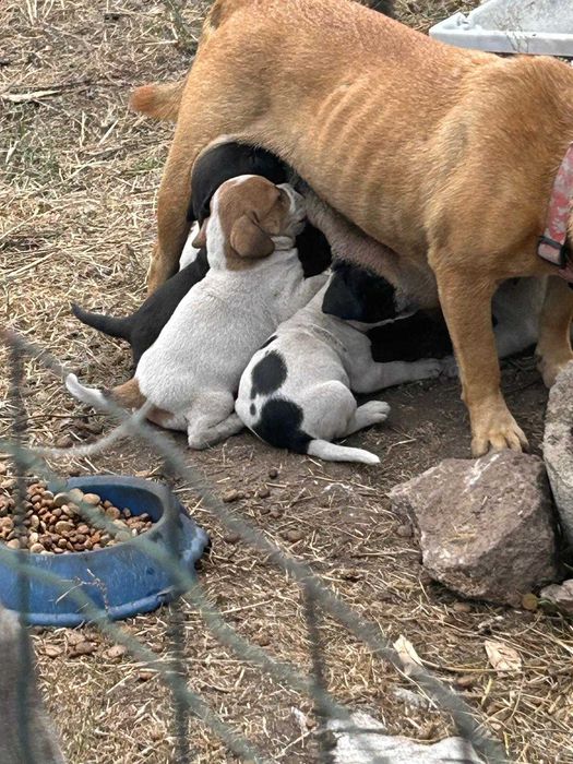 Cães para adoção responsável