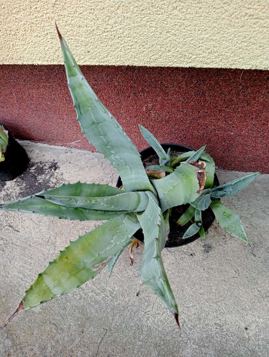 Duża Agawa opuncja bergenia rójniki rozchodnik zielistka