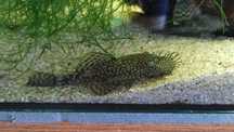Glonojad / Zbrojnik pospolity (Ancistrus sp.) / Duży samiec 7-8cm