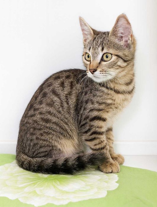 Котёнок Барсик, 4 месяца нежный, весёлый, метис породы Египетский Мау