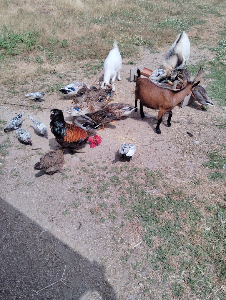 Cabras anãs puras