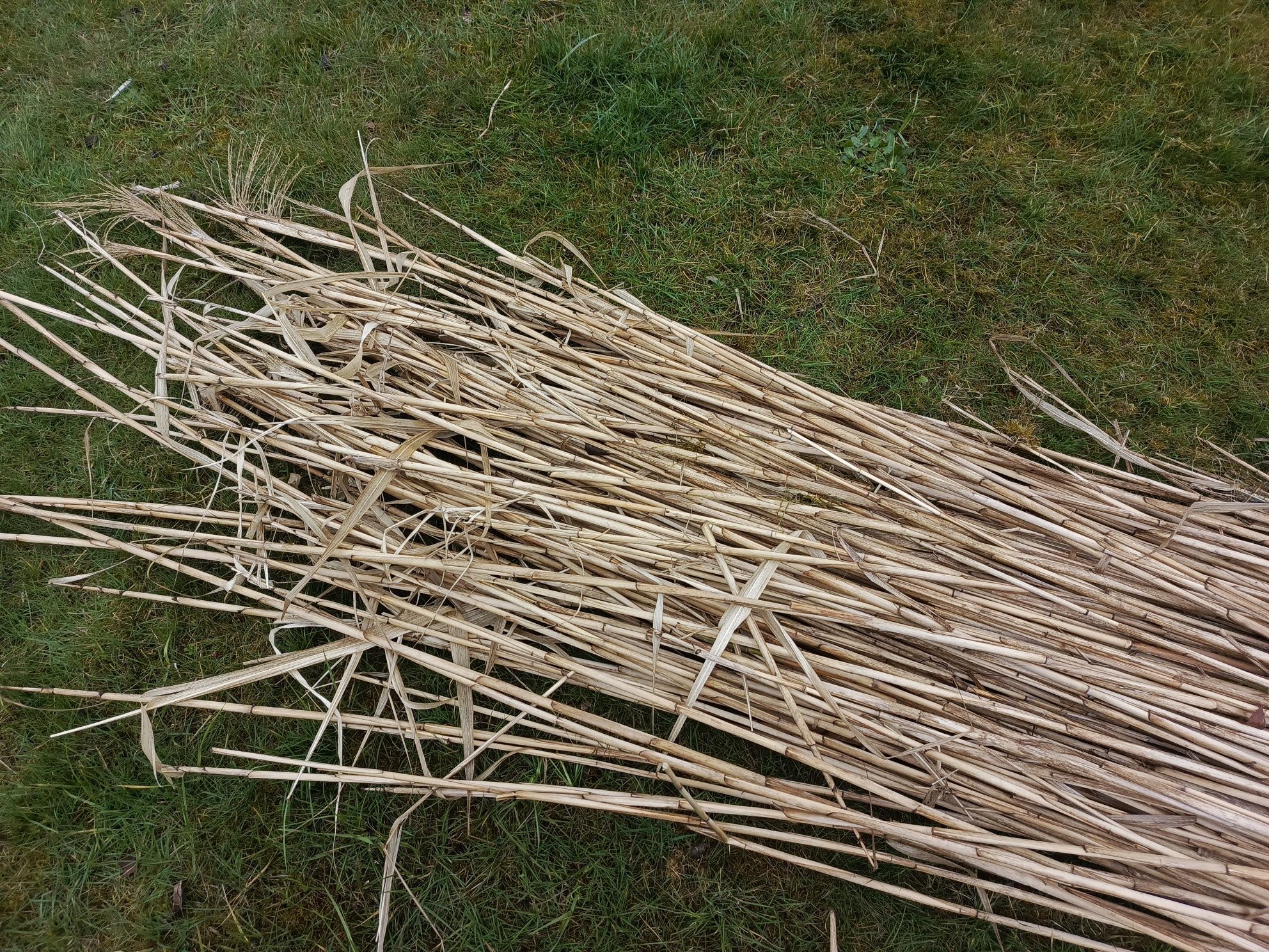 Tyczki trawa  bambusowa