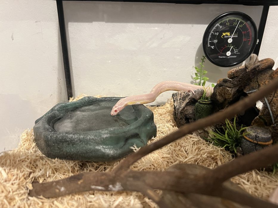 Cobra-do-milho + Terrário completo (1 ano, 75cm)