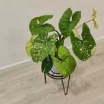 Syngonium Panda // planta interior
