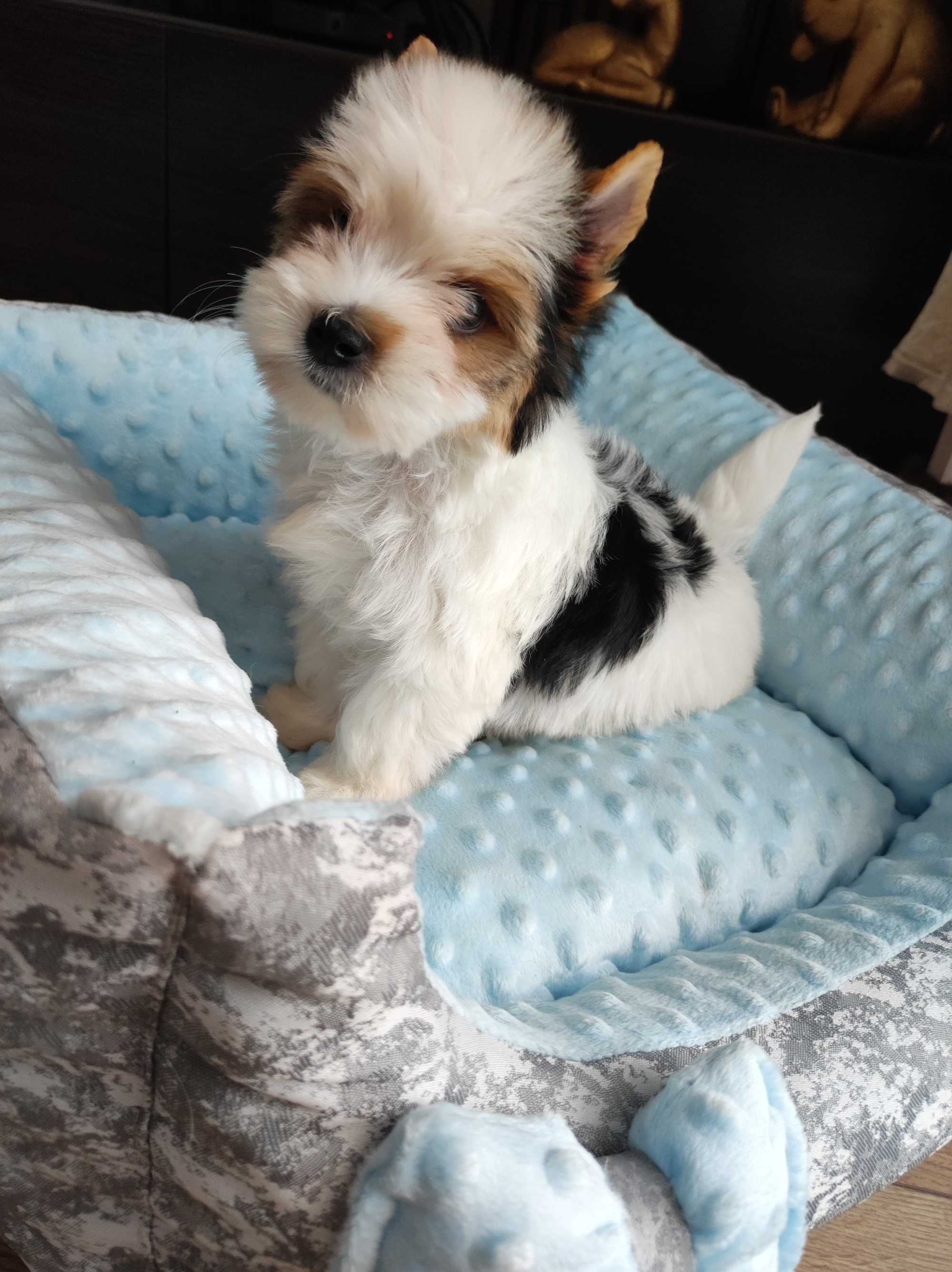 Yorkshire terrier