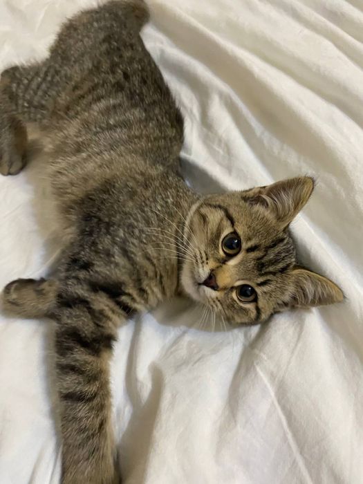 котик віддам безкоштовно