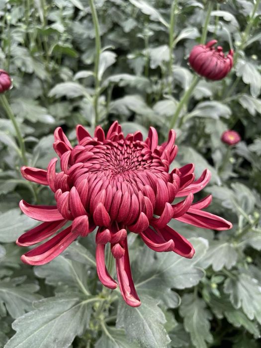 Хризантема одноголова зріз і кущі