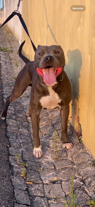 Doação pit bull chamado thor de um qno e sete meses