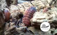 Porcellio scaver Lava 10 szt isopody prosionki