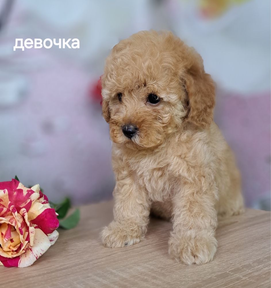 Милейшая девочкапудель