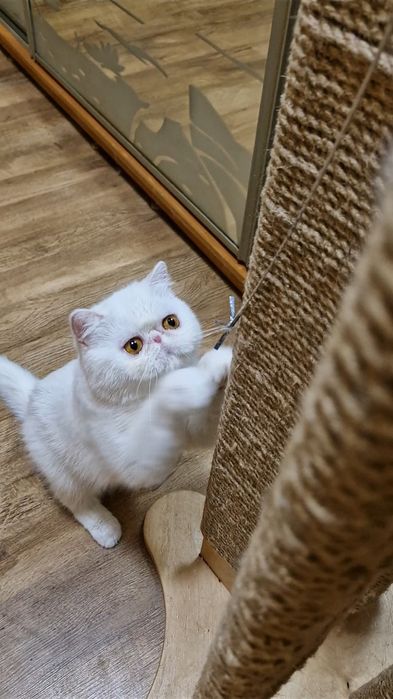 Кошечка для любви и ласки