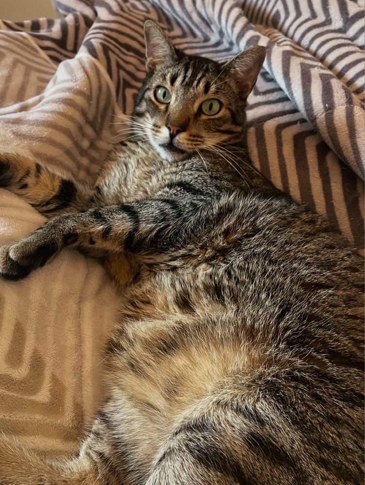 Adoção Responsável Gato