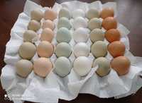 Jaja lęgowe kolorowy zestaw miks niosek