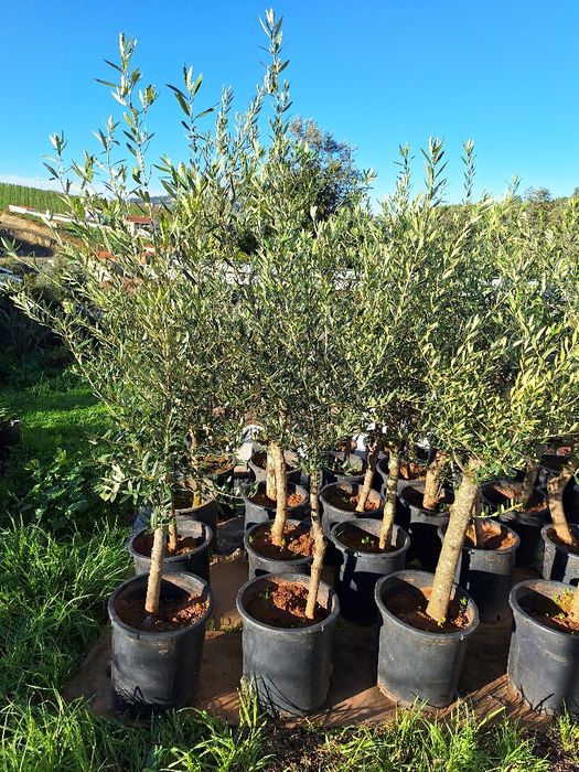 Oliveiras com 30 anos
