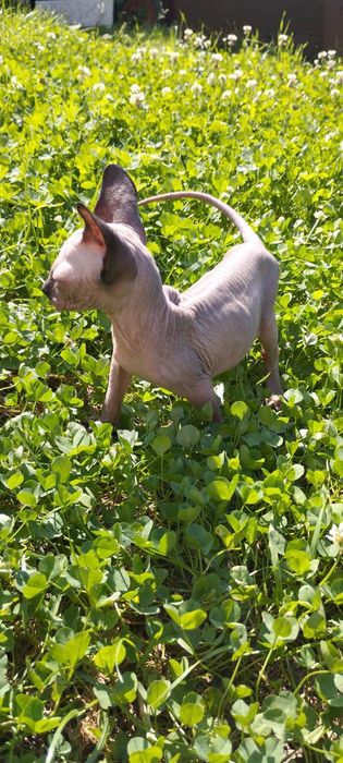 Продається канадський сфінкс