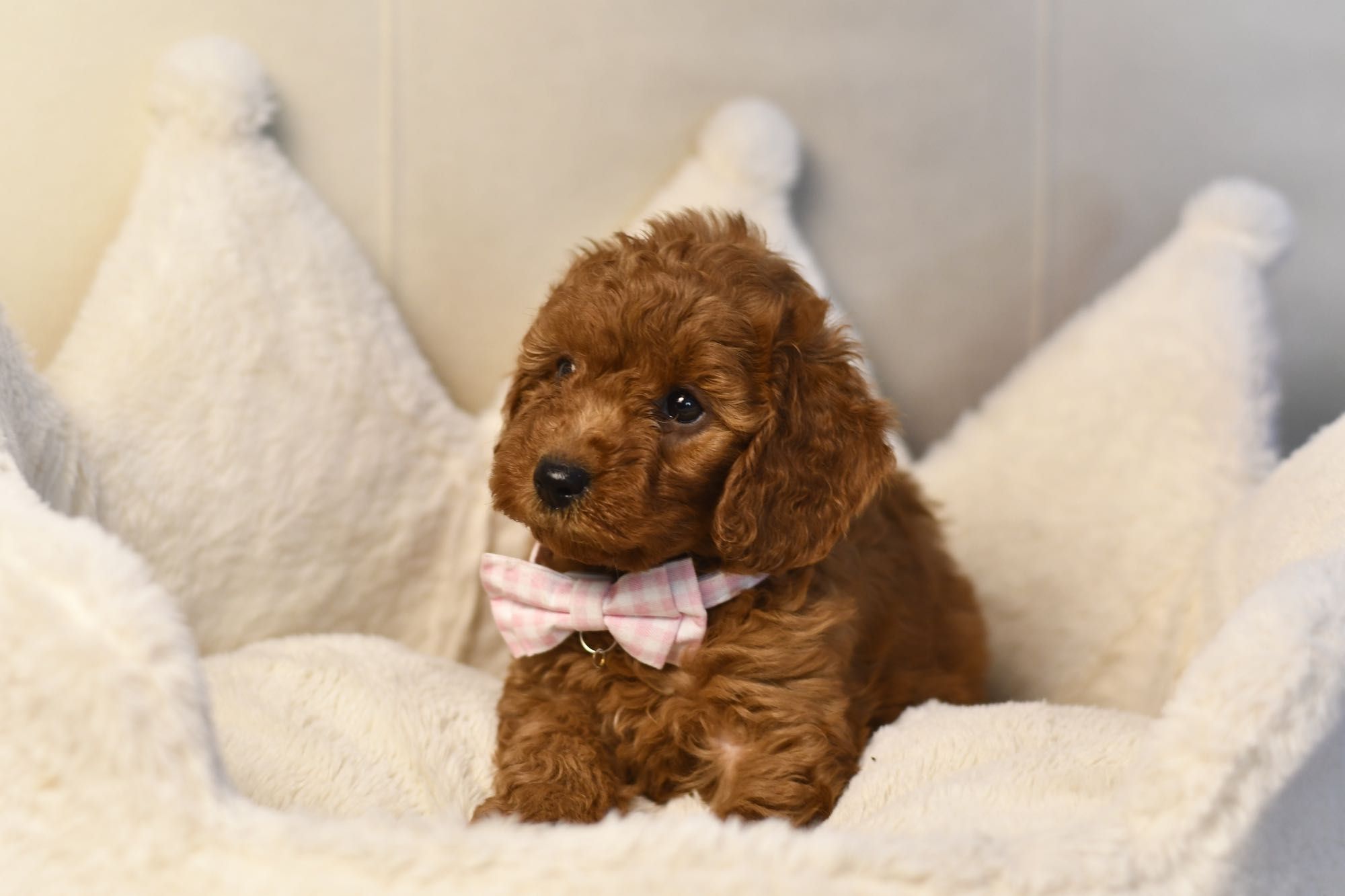 Cavapoo F1 RED BROWN wyjątkowa dziewczynka gotowa do odbioru