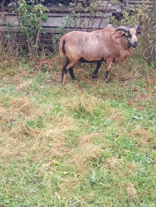 Продам Камаронського Барана