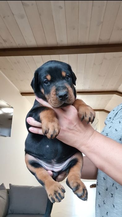 Цуценята добермана, щенок добермана, доставка, купіровка.