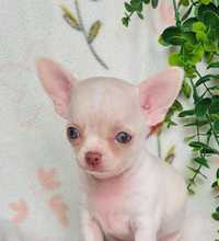Excecional Mini mini Chihuahua. Chiuaua. Linhagem Russa.Qualidd