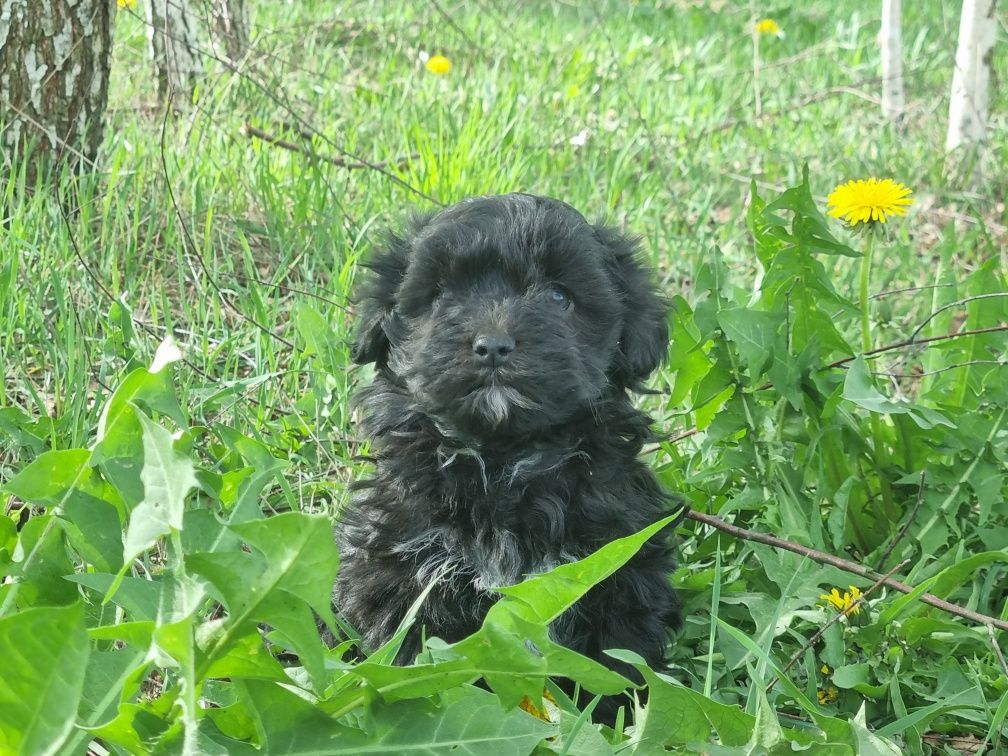 Maltipoo, maltańczyk