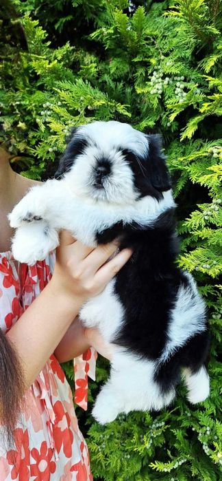 Wyjątkowej urody dziewczynka ZKWP /FCI/