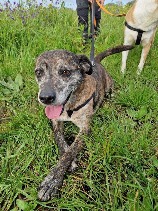 Liana - cadela média para adoção