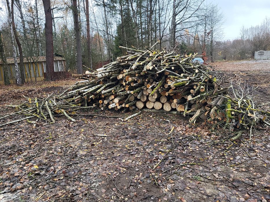 Sprzedam 20m drzewo Osika/Sosna/Brzoza